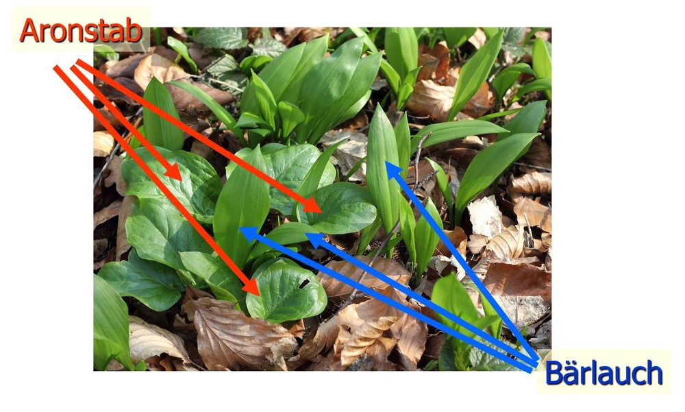 Foto von Aronstab und Bärlauch, die durcheinander wachsen