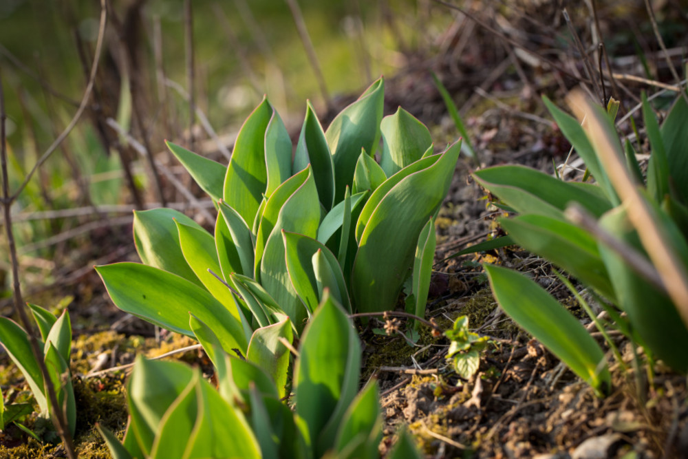 Foto von Tulpenblättern