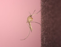 Culex Pipiens