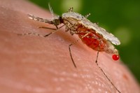 Bild einer Fieber-Gelsen oder Malaria-Mücken