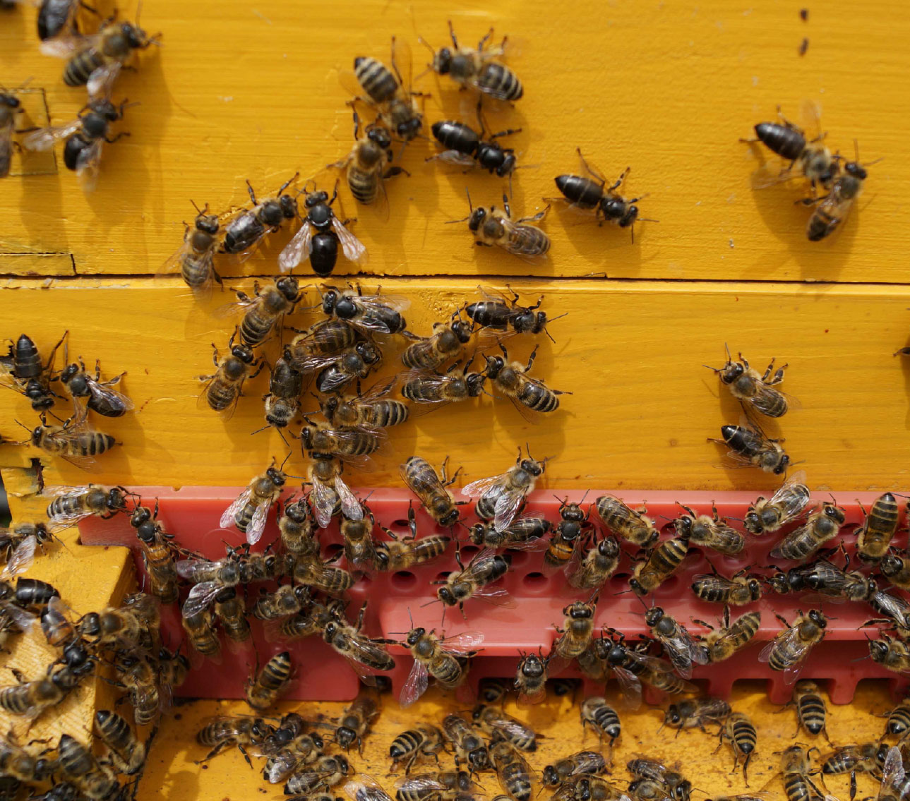Schwarzglänzende Bienen vor dem Bienenstock, Symptom von chronischer Bienenparalyse