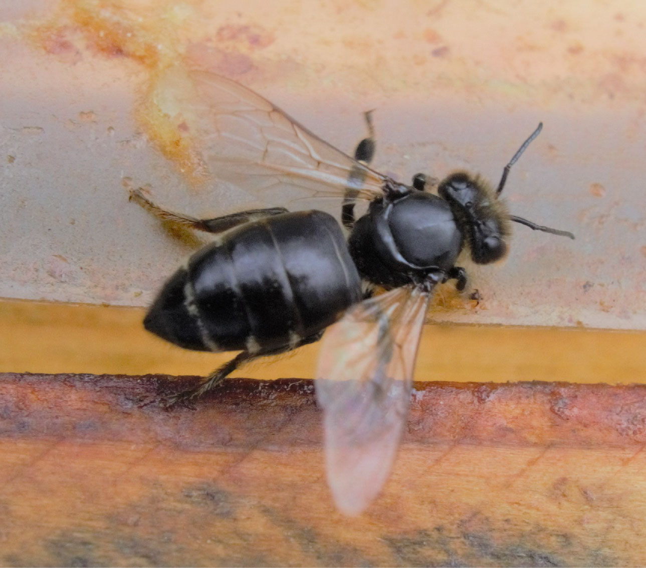 An Chronischer Bienenparalyse erkrankte schwarzglänzende Biene mit aufgetriebenen Hinterleib