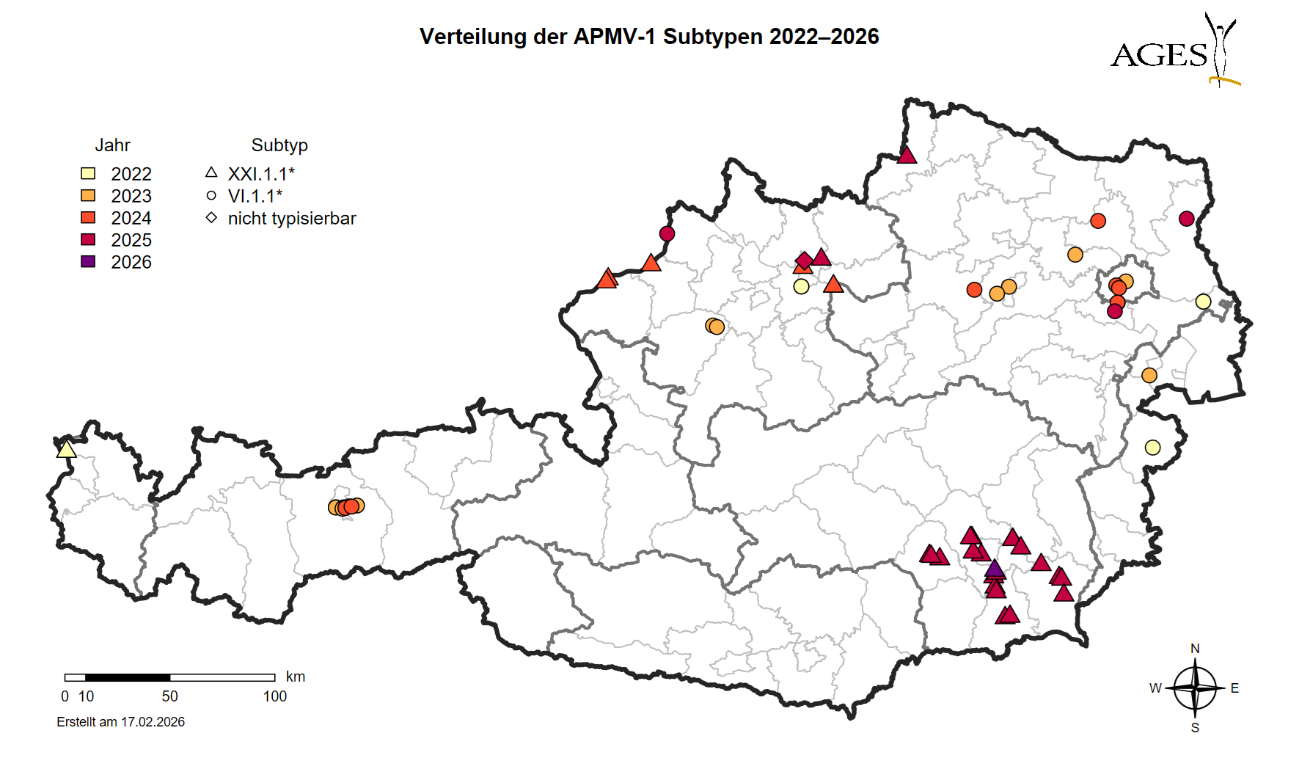 Verteilung der nachgewiesen APMV-1 - Genotypen bei (Wild-)Tauben in Österreich im Zeitraum 2022 bis 2025