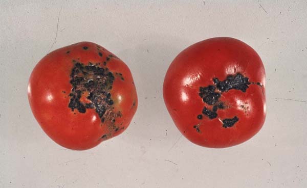 Tomaten mit braunen Flecken