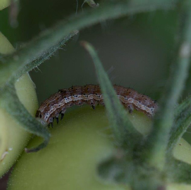 Braune Raupe auf einer unreifen Tomate