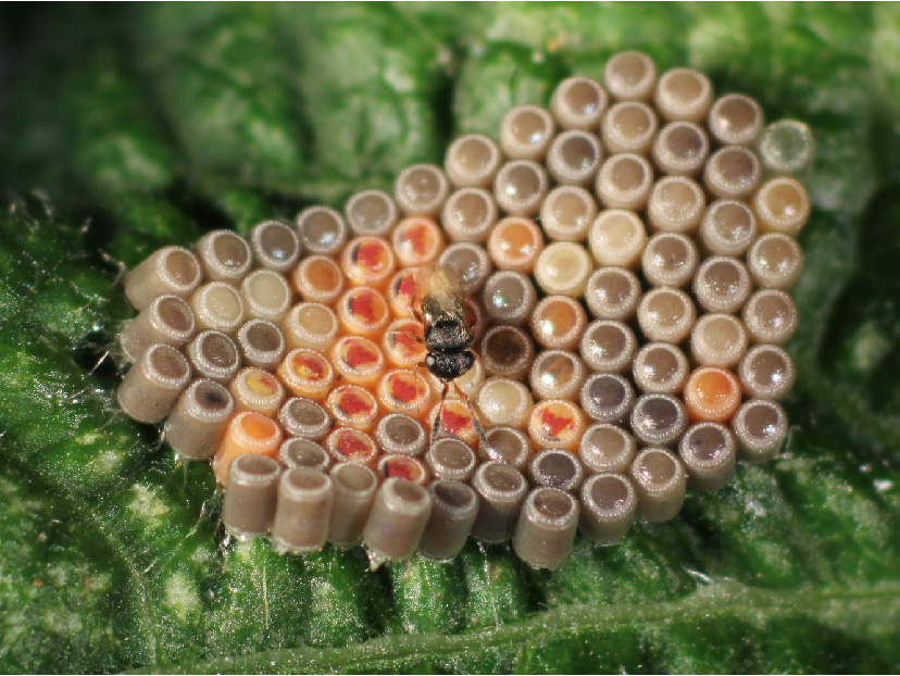 Teilweise parasitiertes Eigelege mit orangen (nicht parasitiert) und grau verfärbten Eiern (parasitiert) und einer Schlupfwespe, die auf dem Eigelege sitzt