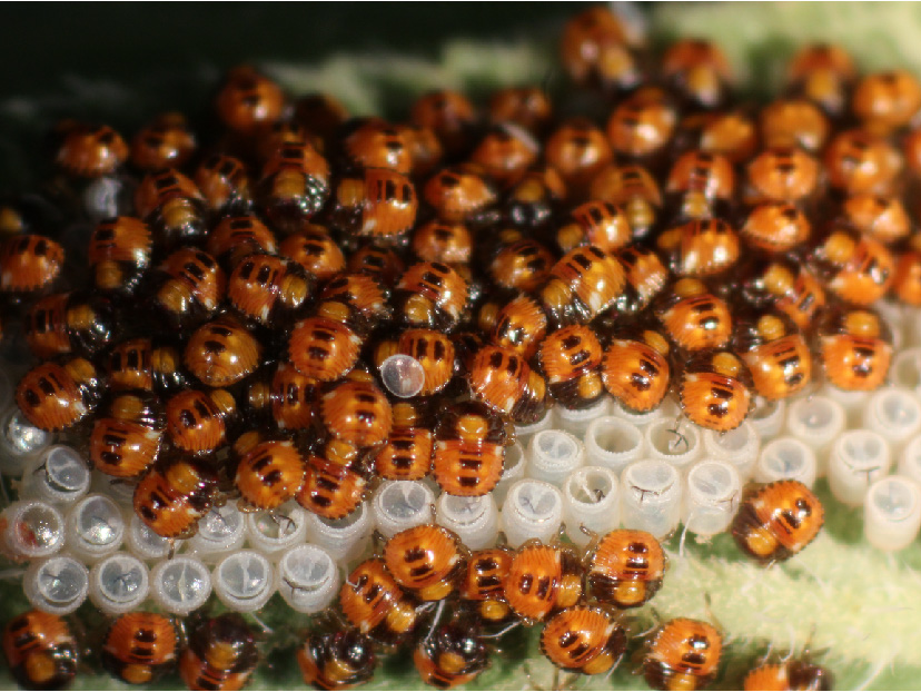 frisch geschlüpfte orange Wanzen der grünen Reiswanze auf weißem leerem Eigelege