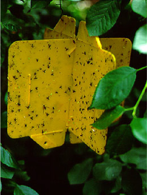 Gelbtafel (= gelbe Klebefalle) mit abgefangenen Kirschfruchtfliegen an einem Kirschenbaum