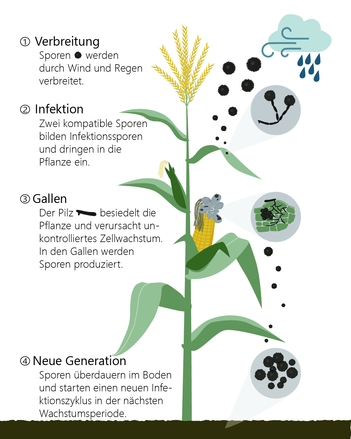 Verbreitung der Sporen durch Wind und Regen. Infektion durch zwei kompatible Sporen, die Infektionssporen bilden und in die Pflanze eindringen. Der Pilz besiedelt die Pflanze und verursacht unkontrolliertes Zellwachstum. In den Gallen werden Sporen produziert. Sporen überdauern im Boden und starten einen neuen Infektionszyklus in der nächsten Wachstumsperiode.