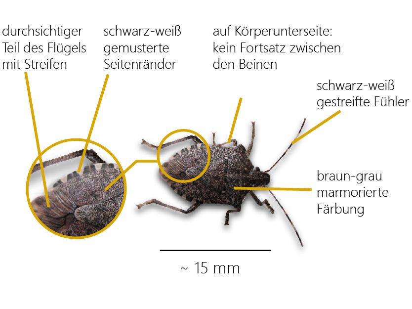 Marmorierte Baumwanze mit den im Text beschriebenen Merkmalen zu ihrem Aussehen 