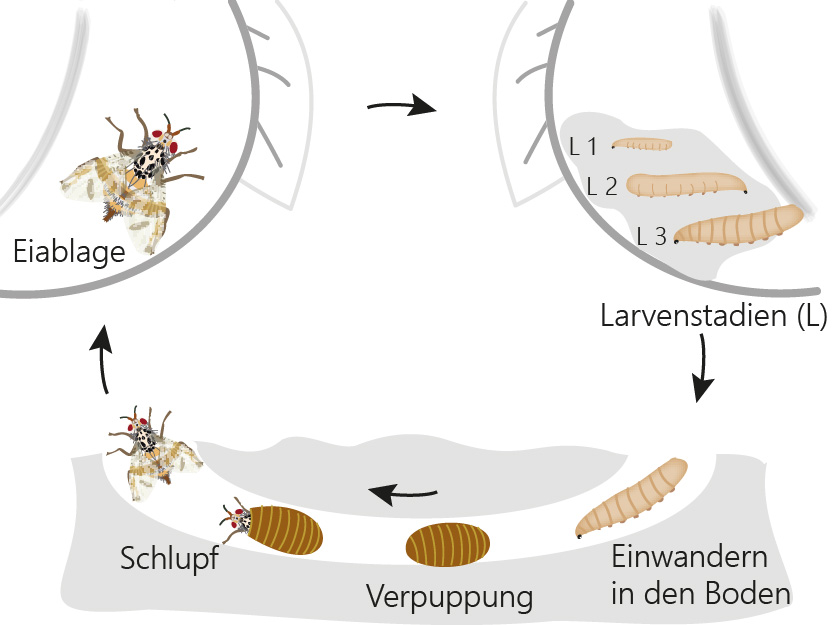 Grafische Darstellung des Lebenszyklus der Mittelmeerfruchtfliege