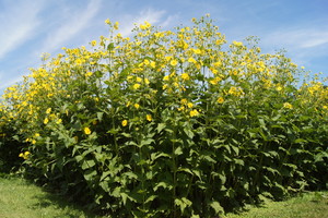 Silphium perfoliatum L.