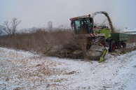 Sida-Ernte mit einem Feldhäcksler; reihenunabhängiges Schneidwerk