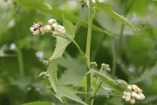 Eine Biene auf dem Blütenstand der Sida hermaphrodita (L.) Rusby