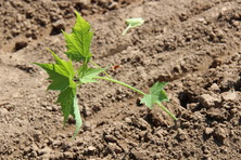 Sida plant grown in the greenhouse at the time of planting