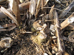 Sida rootstock with stem plants for the coming vegetation year (spring).