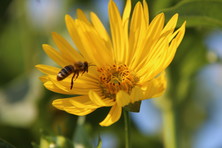 Honigbiene bei einer Silphiumblüte