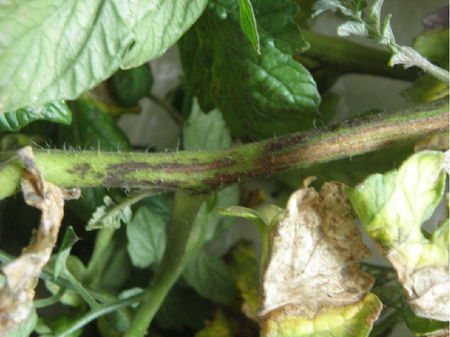 Dunkle fleckenartige Verfärbungen am Stängel einer Tomatenpflanze