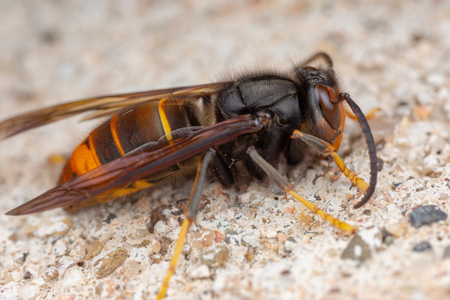 Asiatische Hornisse Vespa velutina Insekten