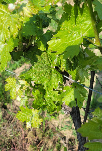 Pockenmilbenbefall Weinrebe (Enlarges Image in Dialog Window)