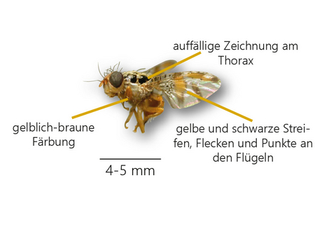 Darstellung des Aussehens der Mittelmeerfruchtfliege