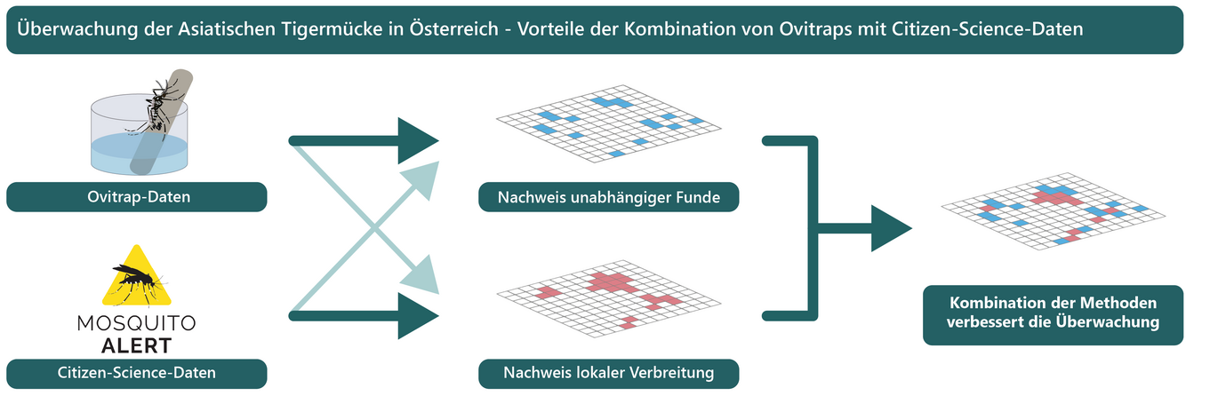Vorteile der Kombination von Ovitraps mit Citizen-Science-Daten