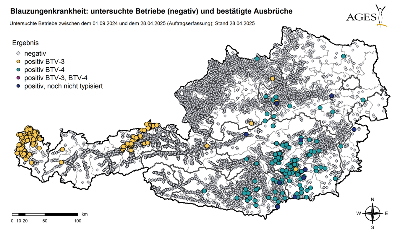 Österreichkarte: Eingezeichnet sind Ausbrüche und Seit dem 01.09.2024 in Österreich untersuchte Betriebe mit negativem Ergebnis (12.732) (Vergrößert das Bild in einem Dialog Fenster)