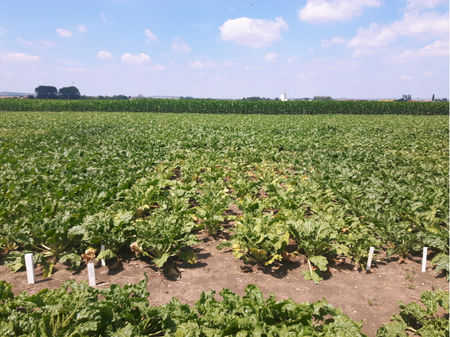 Zuckerrübenfeld mit anfälligen und nematodentoleranten Zuckerrübensorten