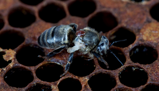 Honey bee infected with wing crippling virus (DWV): bee with varroa mite and wing stubs as a DWV symptom. (Enlarges Image in Dialog Window)