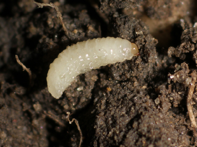 Weiße Larve des Kleinen Kohltriebrüsslers