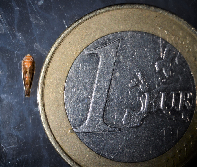 Size comparison of adult American grapevine cicada (Enlarges Image in Dialog Window)