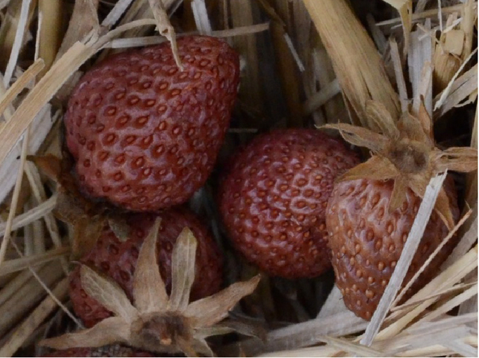 Auf Stroh liegende Erdbeeren, die braun verfärbt sind