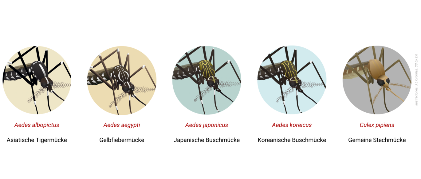 Bilder verschiedener Gelsen