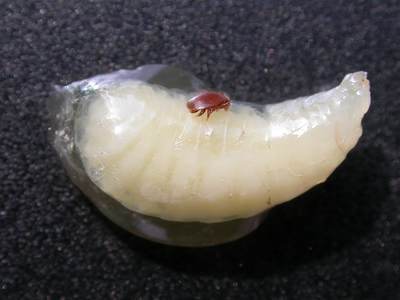 Streak larva infected with sac brood virus (SBV) with attached varroa mite (Enlarges Image in Dialog Window)