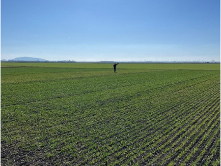 Tillage trial in Fuchsenbigl