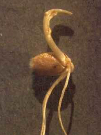 © Weinhappel Ein Weizenkeimling, der mit Septoria befallen ist