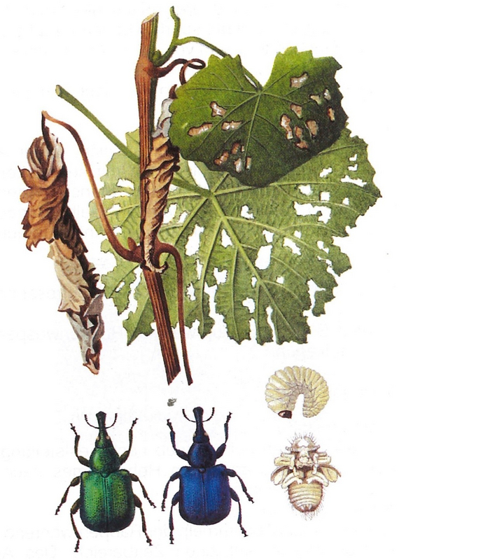 Blätter mit Löchern und angefressenen Rändern (Vergrößert das Bild in einem Dialog Fenster)