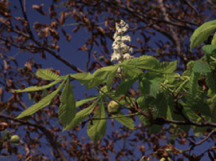 Ast eines Kastanienbaumes mit herbstlicher Notblüte