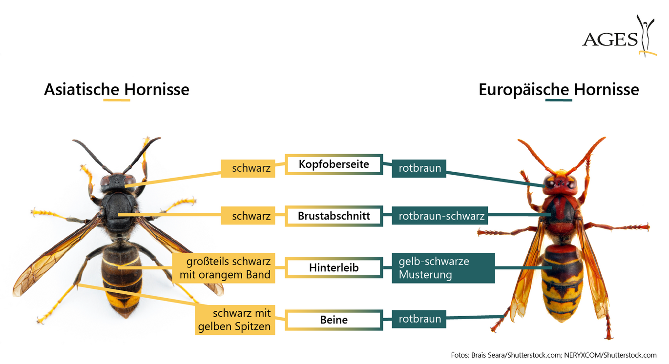 Vergleich Asiatische Hornisse und Europäische Hornisse (Vergrößert das Bild in einem Dialog Fenster)