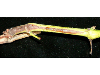 Trieb einer Weinrebe, der in manchen Bereichen verholzt ist, in anderen Teile grün geblieben ist. (Vergrößert das Bild in einem Dialog Fenster)