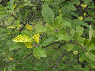 Befallener Ast eines Apfelbaumes mit dunklen Flecken auf den Blättern. Einzelne Blätter sind gelb verfärbt.