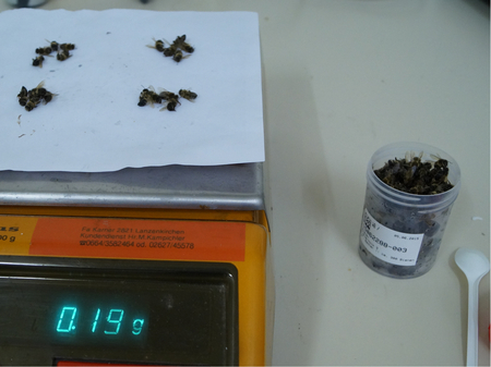 Determination of varroa load: the bees are weighed to determine the number of bees in the jar. (Enlarges Image in Dialog Window)