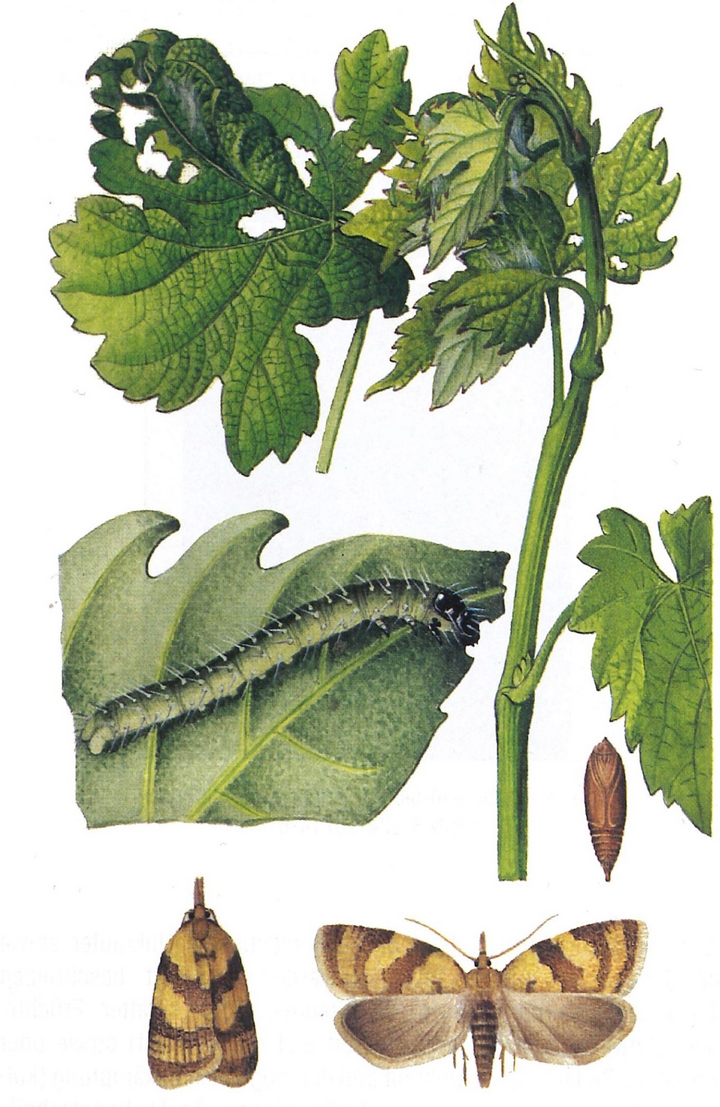 Zeichnung einer Raupe, Puppe und des erwachsenen Springwurmwicklers