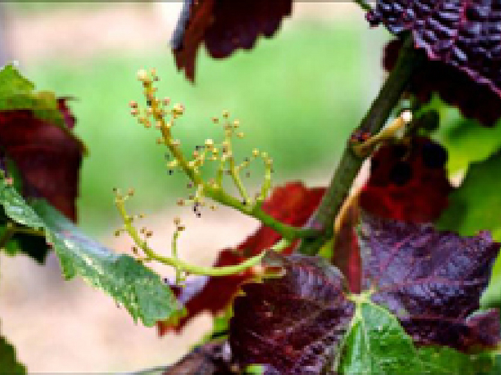 © AGES/Reisenzein Ein Rebtrieb mit besonders wenigen, sehr kleinen Beeren (Verrieselung). Die Blätter der Rebe sind intensiv rot gefärbt.