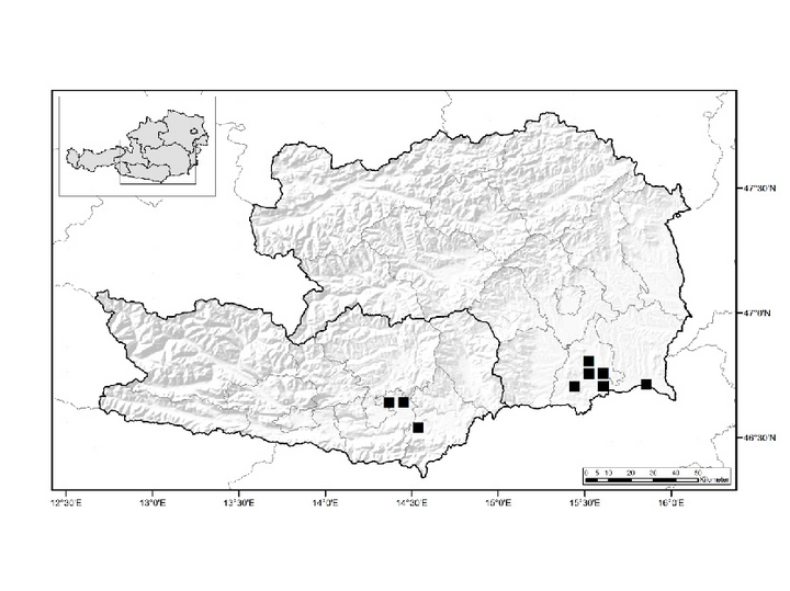 Karte von Kärnten und der Steiermark mit Verbreitung der Pferdenessel wie im Text beschrieben (Vergrößert das Bild in einem Dialog Fenster)