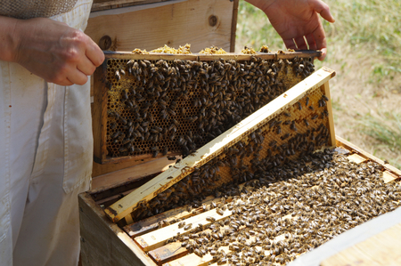 The beekeeper looks for the correct honeycomb in the sample colony for sampling. (Enlarges Image in Dialog Window)