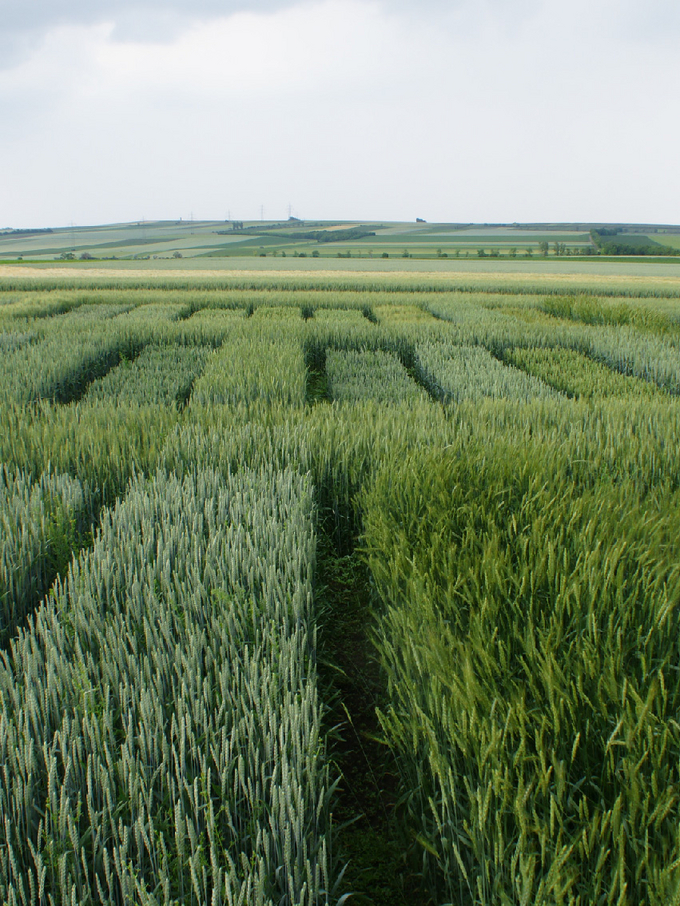 Verschiedene Weizensorten auf einem Feld in Großnondorf