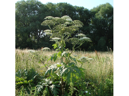 © AGES/Follak Riesenbärenklau in der Wiese