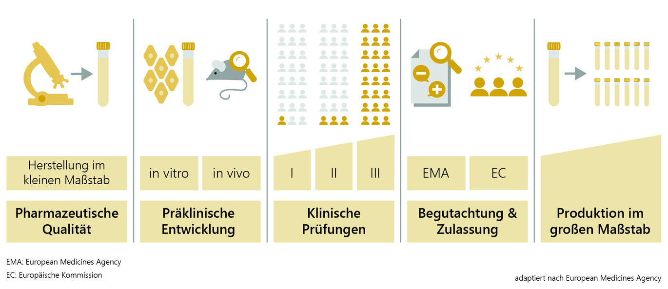 Flowchart for the development and authorisation of vaccines