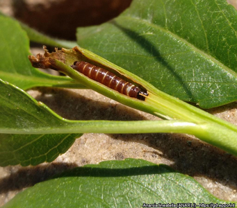 Larve der Pfirsichmotte